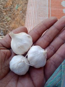 Garlic Seeds