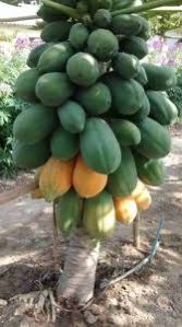 fresh papaya
