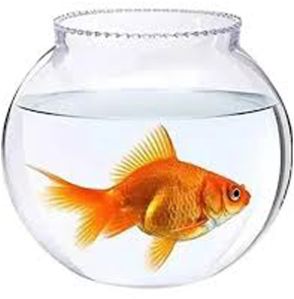 Glass Fish Pot, For Home, Hotel, Office, Color : Transparent