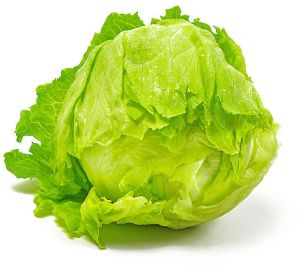 Lettuce Iceberg