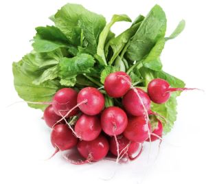 Red Radish, Shape : Round for Cooking
