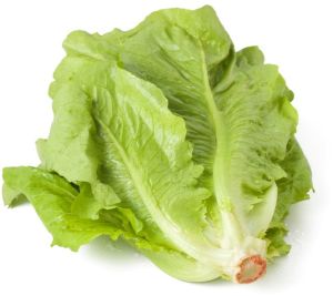 Romaine Lettuce