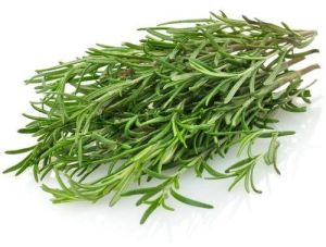 Rosemary Leaf