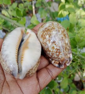 MAURITIA ARABICA ASIATICA