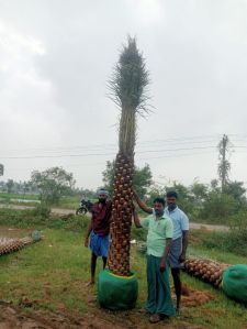 Date Palm Plants