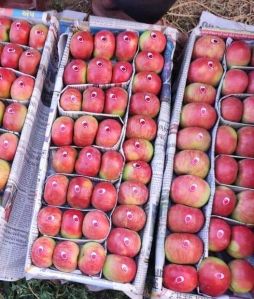 Kashmiri A Grade American Apple