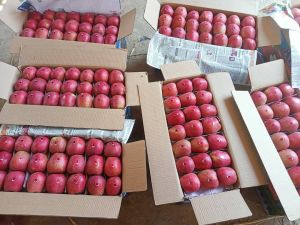 Organic Kashmiri Apple, Color : Red, Packaging Type : Carton