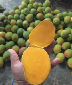 alphonso mango