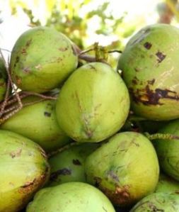 green tender coconut