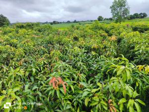 Mango Tree Plants