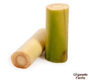 Fresh Banana Stem-1Pc (900Gms - 1.2 Kg)