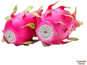 Fresh Dragon Fruits