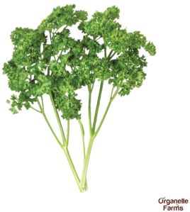 Fresh Parsley - 100 Gms, Packaging Type : Packet