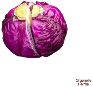 Organelle Farms Fresh Red Cabbage