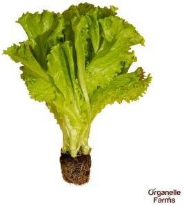 Organelle Farms Fresh Romaine Lettuce-250 Gms