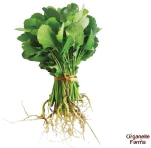 Fresh Sarso (Mustard) Saga - 100 Gms