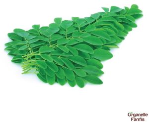 Moringa Leaves - 100 Gms