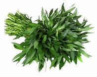 Alternanthera Sessilis Plants