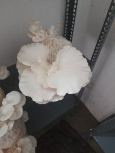 Natural Dry Oyster Mushroom Vacuum-sealed Bag