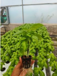 Organic Italian Basil Leaves, Color : Green Natural