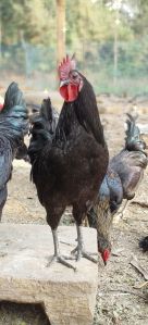 kadaknath chicken