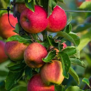 Fresh Apple Gala
