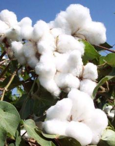 Raw White Cotton for Textile Industry