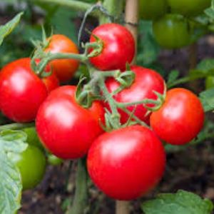 Tomatoes, Color : Rich Red, Packaging Type : Hygienic Packaging
