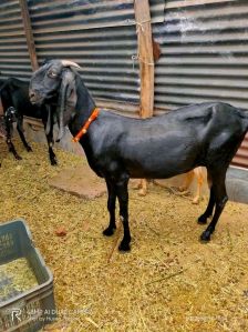 Beetal Goat300 Rs Kg