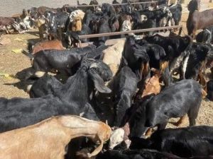 Cutting Goats 240 Rs Kg