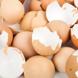 Egg Shells