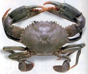 Mud Crab