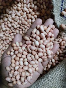 groundnut seeds