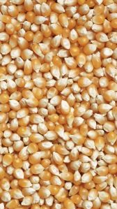 Organic Yellow Corn, Color : Creamy-yellow, Grade : Feed Grade