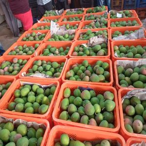 Raw Mango