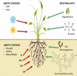 Bio Stimulants