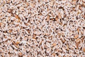 psyllium seeds