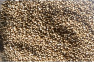 Unpolished Kodo Millet