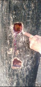 Red Sandalwood, Purity : 99%