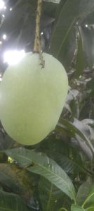 Organic Fresh Malda Mango, Color : Green