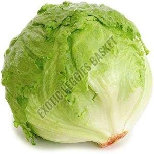 Fresh Iceberg Lettuce, Packaging Type : Jute Bag for Human Consumption