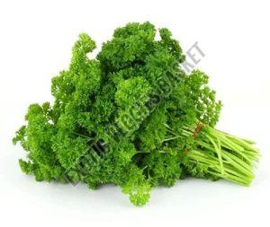 Organic Fresh Parsley, Color : Green Natural