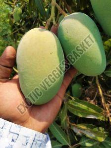 Green Natural Raw Kesar Mango, For Juice Making, Food Processing, Packaging Size : 10 Kg