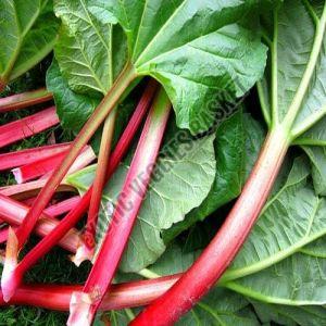 Organic Rhubarb Leaves, Color : Green Natural, Purity : 100%