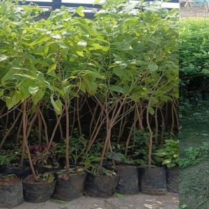 white sandalwood plant