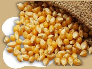 Clean Yellow Corn