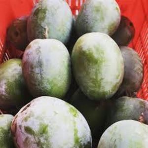 Fresh Green Rajapuri Mango