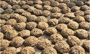 cow dung