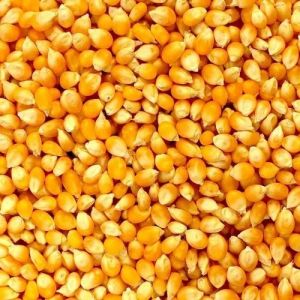 Yellow Corn Seeds