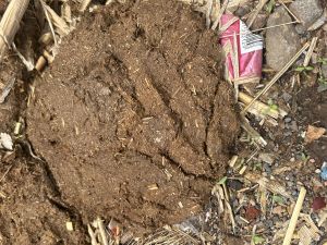 cow dung
